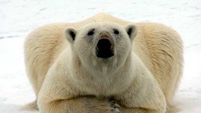 Eisbären in Gefahr: Nach Schätzungen existieren noch 20.000 bis 25.000 Eisbären - alle in der Arktis.