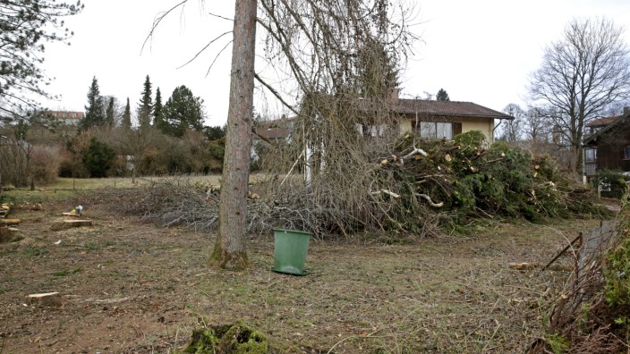 Bäume gefällt: Am Niederried 28 wurden so gut wie alle Bäume gefällt. Nachbarn sind erbost, weil auch eine alte Buche niedergemacht wurde.