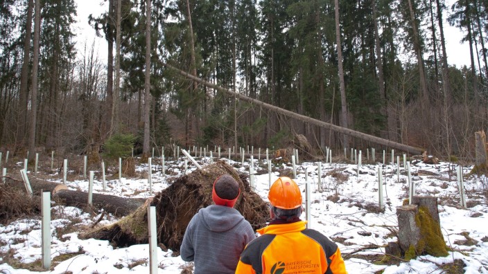 Tödliche Fehler beim Baumfällen: Hier fällt gerade eine umgesägte Fichte bei Forstinning im Ebersberger Forst.