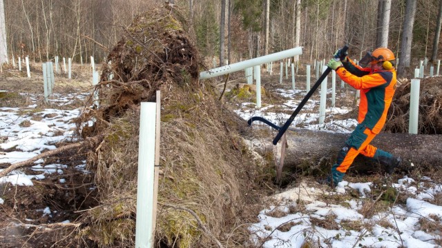 Tödliche Fehler beim Baumfällen: Waldarbeiter Sepp Nagler versucht, den Wurzelstock einer Fichte umzukippen.