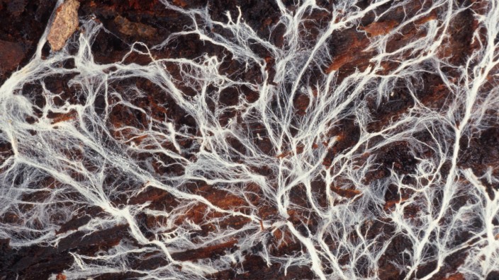 Materialforschung: Die weißen Fäden eines Myzels verknüpfen sich – je nachdem womit der Pilz gefüttert wird – zu nutzbaren Materialen.