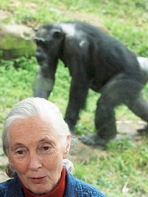 Jane Goodall wird 75