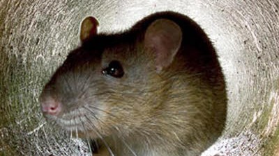 Beängstigende Erinnerungen: Angstauslösende Erinnerungen lassen sich bei Ratten auch ohne Medikamente umprogrammieren - wenn das Timing stimmt.