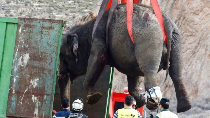 Spanien: Ein verletzter Elefant wird mit Hilfe eines Krans von der Autobahn gehoben.