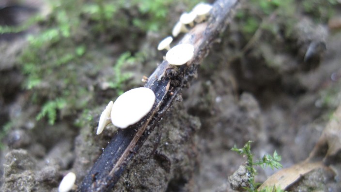 Natur: Hat sich der Pilz erst einmal an den Eschen angesiedelt, haben die meisten Bäume nicht mehr lange zu leben.