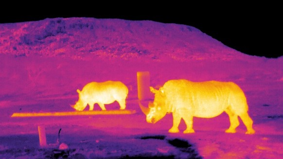 Infrared image of rhinos in South Africa.