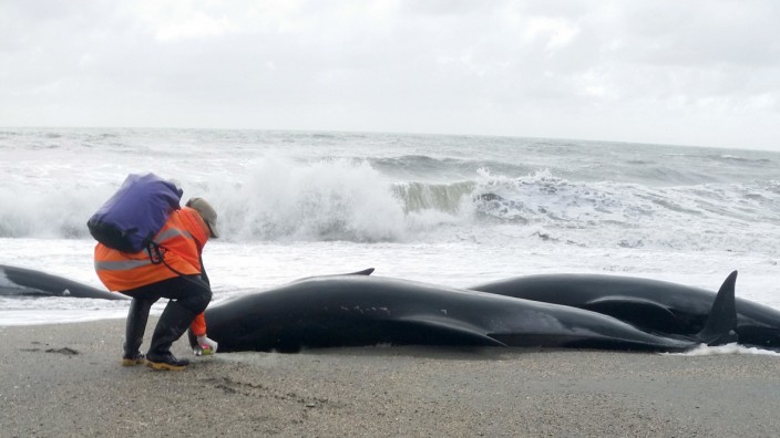 Dutzend Wale in Neuseeland gestrandet