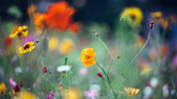 Sommerblumen *** summer flowers PUBLICATIONxINxGERxSUIxAUTxONLY photocase_1753163