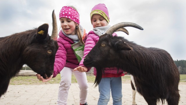 Freizeit in München: Im Streichelzoo des Wildtierparks Blindham kann man den Ziegen und Schafen ganz nahe kommen. Die gutmütigen Tiere lassen sich gerne füttern und anfassen.