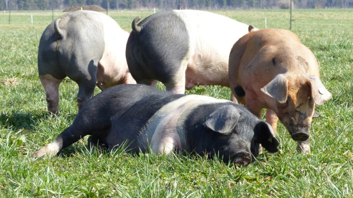 Germering: Sieht nach ziemlich unbeschwertem Schweineleben aus: Ein schwergewichtiges Quartett auf der Weide von Johannes Kirmair.