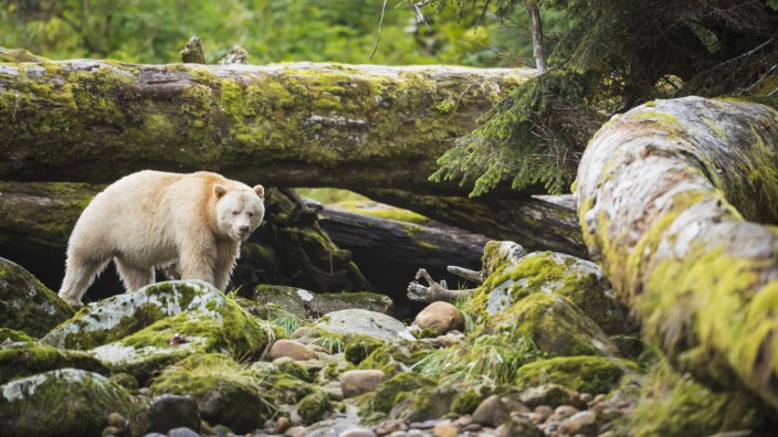The Kermode Bear (Ursus americanus kermodei) along the coast of the Great Bear Rainforest, British Columbia, Canada
