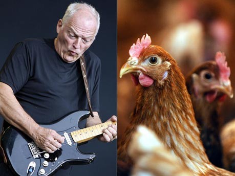 David Gilmour, Huhn