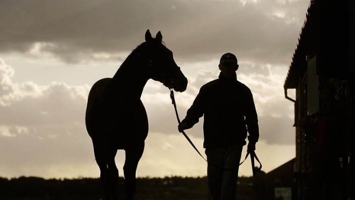 Tattersalls Horse Auctioneers; Pferde