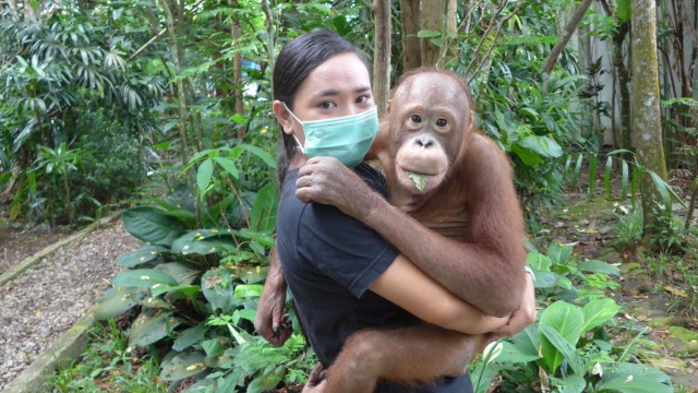 Orang-Utans: Die Orang-Utan-Waise lässt sich gern von Pflegerin Maria Jessi trösten.