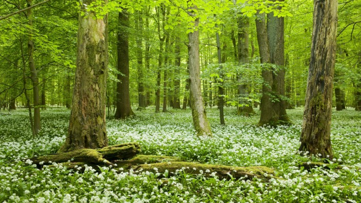 Rotbuchenwald Fagus sylvatica mit Totholz blühender Bärlauch Allium ursinum Nationalpark Haini