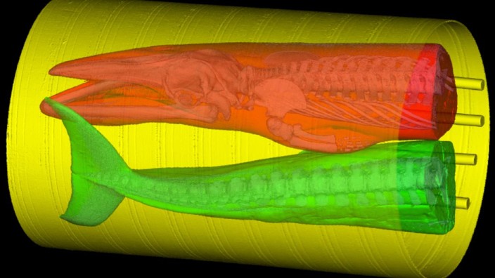 Computertomographie eines Zwergwals