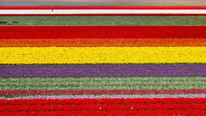 Netherlands, Lisse, Fields of Tulips, Farmer at Work, Aerial