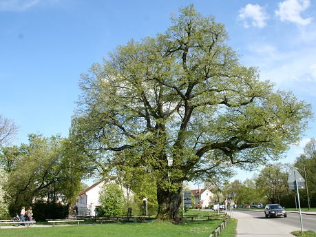 Röthlinde - der älteste Baum in München