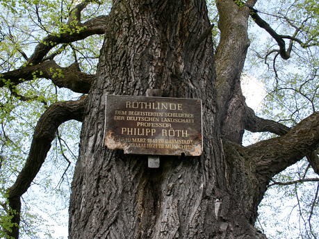 Röthlinde - der älteste Baum in München