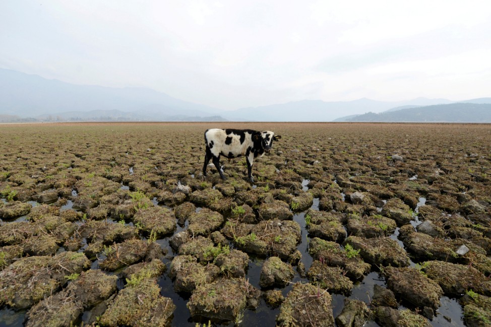 A cow is seen on land that used to be filled with water, at the Aculeo Lagoon in Paine