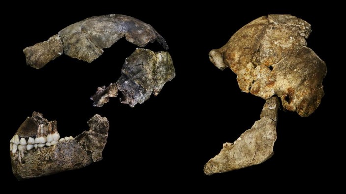 Schädel eines Homo naledi