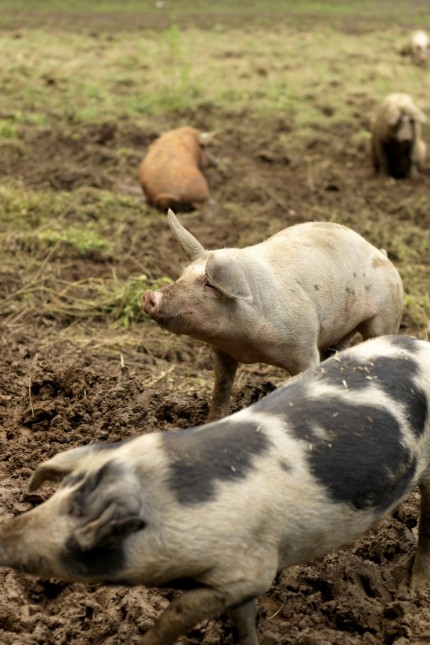 Gastronomie: Bergluft, Freilauf und Kartoffeln sind das Rezept für das delikate Fleisch der Gleinkerschweine.