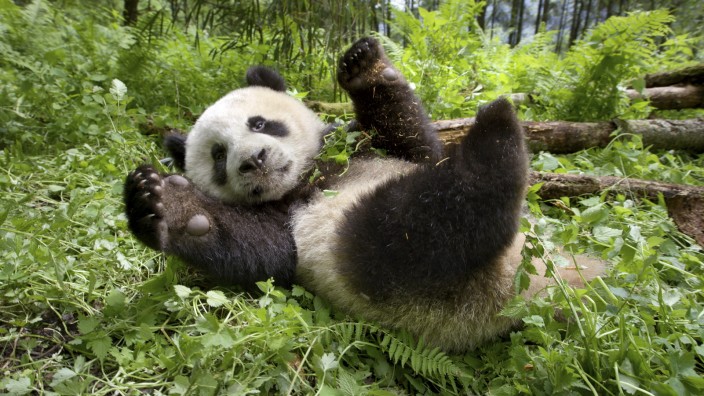 Klimawandel im Kino: Ein Panda aus "Unsere Erde 2" - passt perfekt ins Bild der schützenswerten Natur. Unbequeme Wahrheiten werden ausgespart.