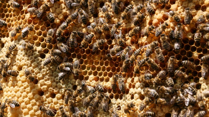 Bienenkugeln