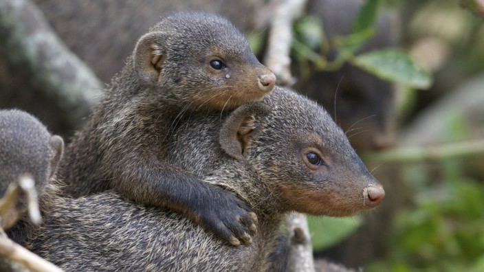 Banded mongoose Mungos mungo young riding on back of adult escort Queen Elizabeth National Park