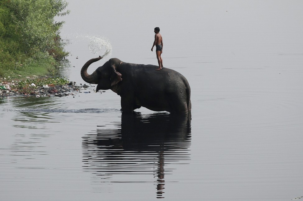 A mahout rides his elephant in the Yamuna river on a hot summer day in New Delhi