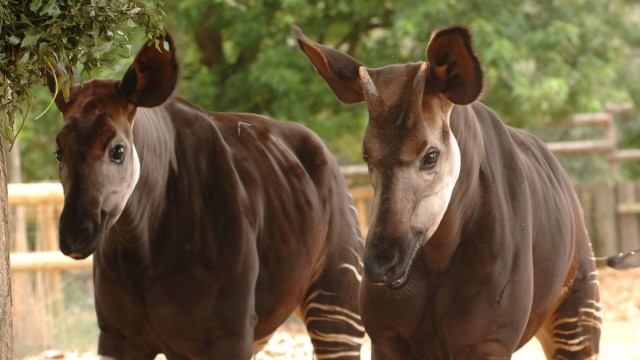 Okapi-Baby im Zoo von London