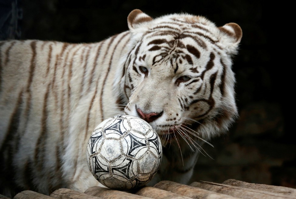 A tiger plays with a ball during the 'Football Day' event marking the upcoming 2018 FIFA World Cup at a zoo in Krasnoyarsk
