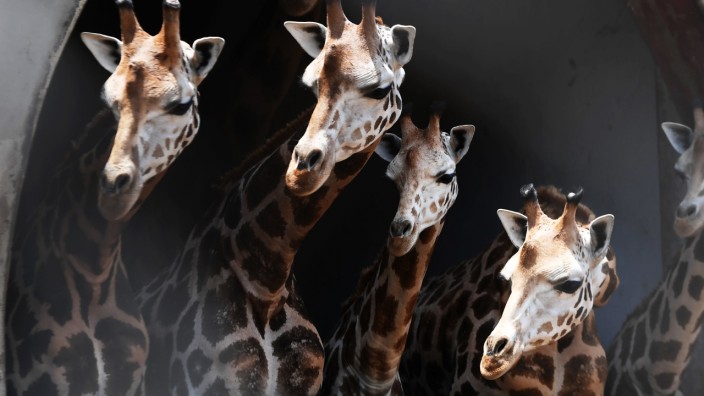 Artenschutz: Erst vor kurzem wurde erkannt, dass es vier Arten von Giraffen gibt, die sich genetisch stark unterscheiden.