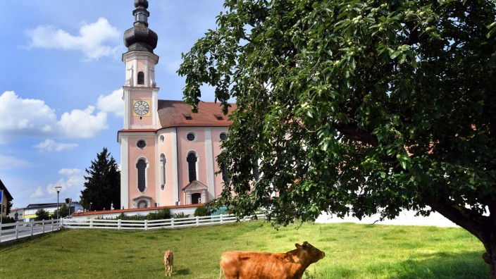 Zwischen Kirche und Wirtshaus: Direkt neben der Kirche in Bockhorn befindet sich das "Lazarett" für die Kühe und Kälbchen von Martin Pichlmair. Sein Hof liegt in unmittelbarer Nähe, so kann er regelmäßig nach ihnen sehen.