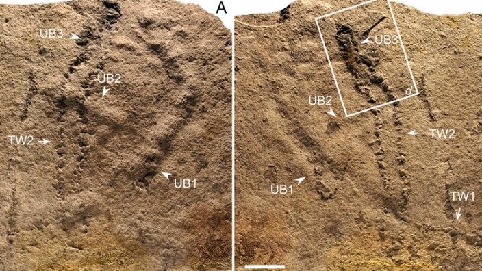 Trackways and Burrows Excavated in Situ From the Ediacaran Dengying Formation