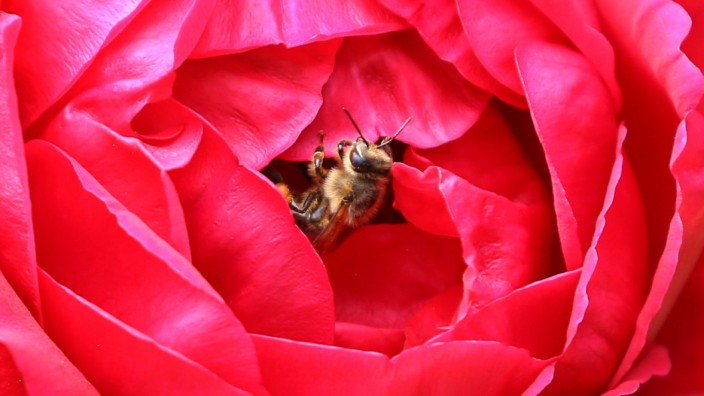 Biene krabbelt in einer Rose