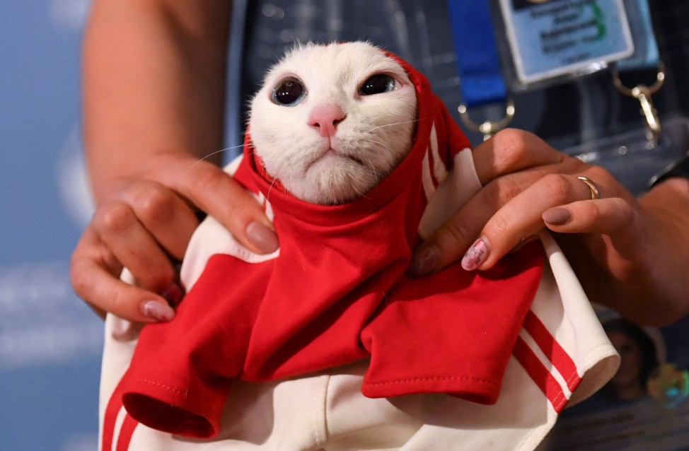 A participant dresses Achilles the cat, which attempts to predict the result of the opening match of the 2018 FIFA World Cup between Russia and Saudi Arabia during an event in Saint Petersburg
