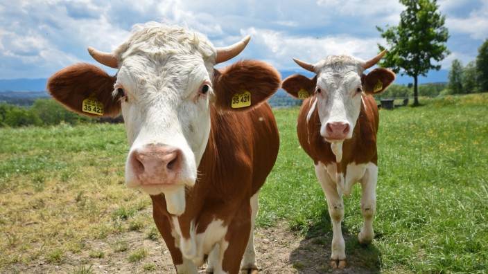 Zukunft der Landwirtschaft: Quo vadis, Landwirtschaft? In den USA sind seit 2022 genomeditierte Rinder zugelassen und auch in Deutschland gab es schon Bestrebungen, den Weg in diese Richtung zu ebnen.
