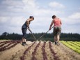 Organic Food Production Reaches Record Level