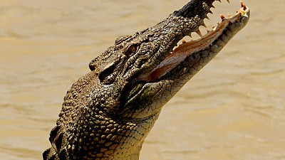 Australien: Angriffslustig: Ein australisches Salzwasser-Krokodil.