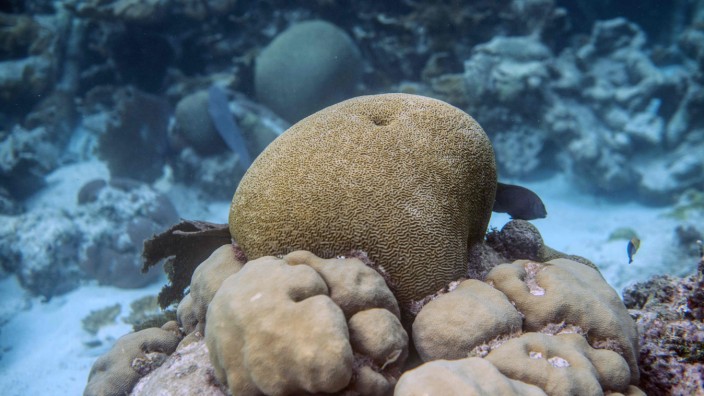 Ökologie: Die Korallenriffe vor Belize sind die größten auf der Nordhalbkugel.