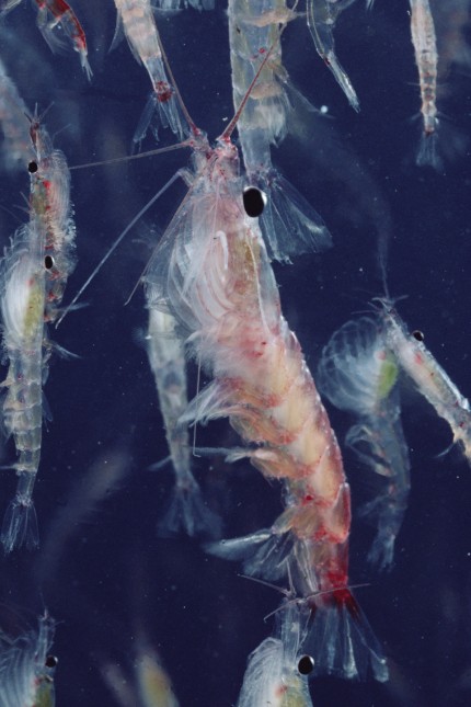 Antarktis: Er ist bedroht wegen der Omega-3-Fettsäuren in seinem Öl: der antarktische Krill.