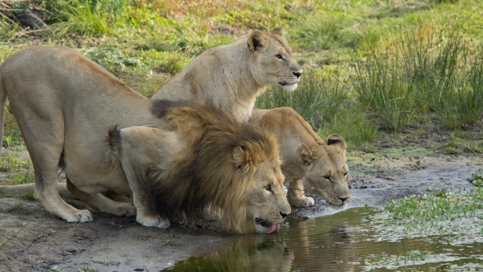 Löwen in Südafrika fressen mutmaßliche Nashorn-Wilderer