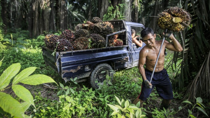 Palm Oil Culture