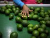 Avocados in einer Fabrik in Südafrika