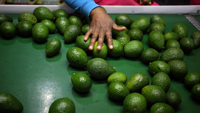 Avocados in einer Fabrik in Südafrika