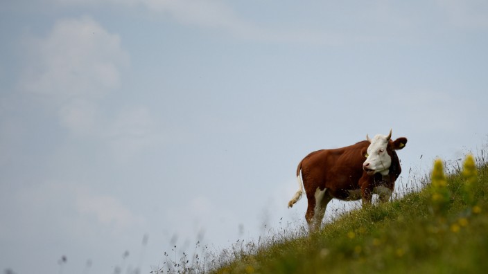 Eine Kuh steht auf einer bayerischen Alm-Wiese