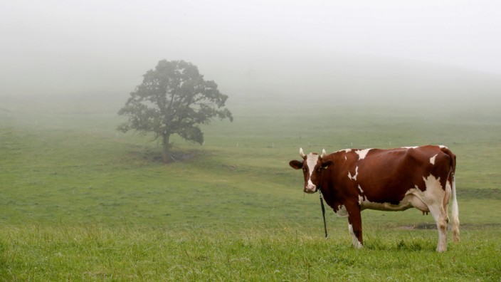 Cow stands on a meadow during foggy weather on Albispass