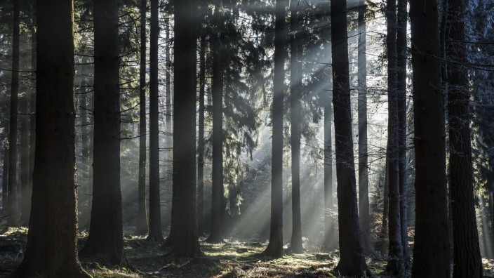 Sonnenstrahlen scheinen durch Baumstämme Fichtenwald Gegenlicht Dossenheim Baden Würtemberg Deu