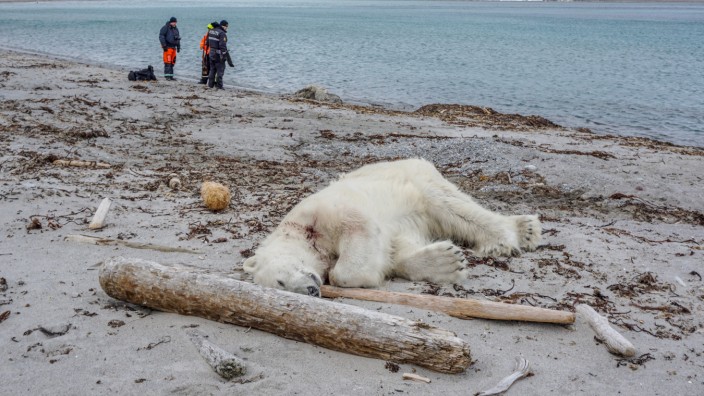Polarbärenangriff auf Spitzbergen